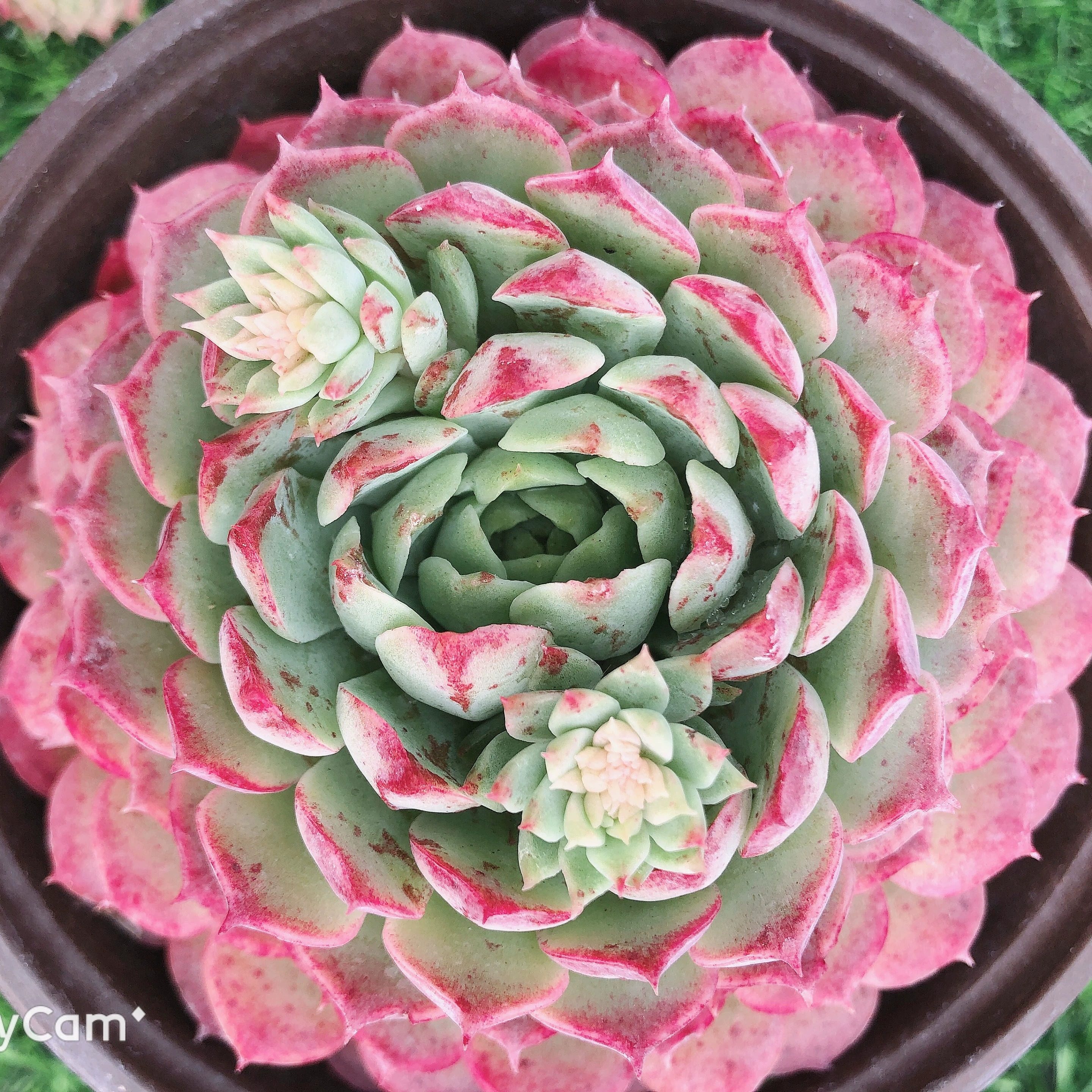 朱砂痣多肉植物好养室内趣味美观阳台夏季易活花卉绿植盆栽 - 图3