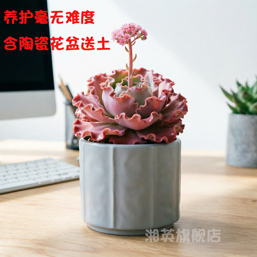 舞会红裙巨型多肉超大老桩包菜系列型多肉盆栽植物贵货稀有植物 - 图0