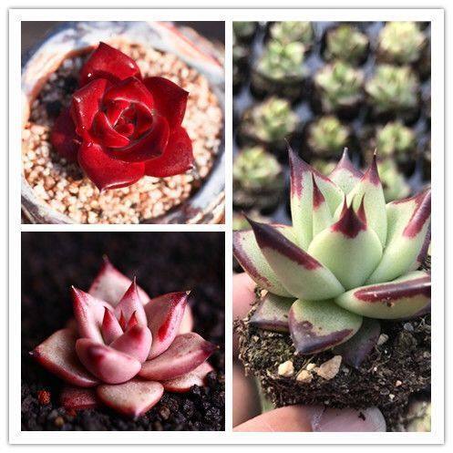 血罗罗宾乌木多肉植物精品贵货大颗肉肉老桩稀有品种多肉开花植物,淘宝优惠券,粉丝福利购,淘宝优惠卷