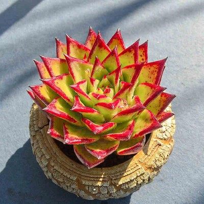 血罗罗宾乌木多肉植物精品贵货大颗肉肉老桩稀有品种多肉开花植物,淘宝优惠券,粉丝福利购,淘宝优惠卷