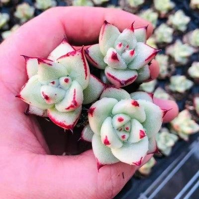 血罗罗宾乌木多肉植物精品贵货大颗肉肉老桩稀有品种多肉开花植物,淘宝优惠券,粉丝福利购,淘宝优惠卷