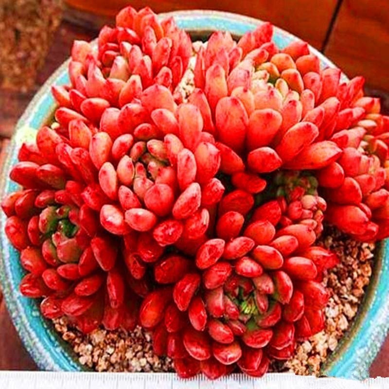 多肉植物 发货绿色红宝石花卉盆栽绿植稀有象征日子红红火火,淘宝优惠券,粉丝福利购,淘宝优惠卷