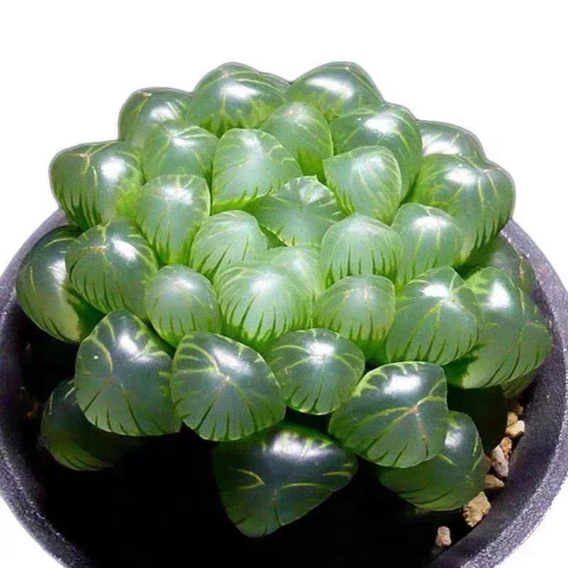 玉露多肉植物组合十二卷磨面寿姬玉露冰城寿月影,淘宝优惠券,粉丝福利购,淘宝优惠卷