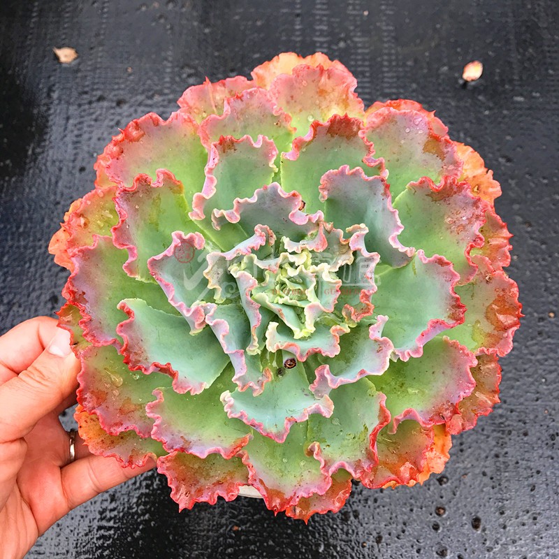 高砂之翁多肉高沙女王花笠舞会红裙包菜型多肉植物组合盆栽-图1