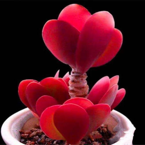 多头包红多肉唐印大颗植物四季好养室内阳台办公室盆栽 - 图1