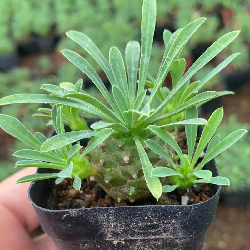 峨眉山多肉块根植物小菠萝盆栽铁甲麒麟大戟科室内办公室桌面绿植,淘宝优惠券,粉丝福利购,淘宝优惠卷