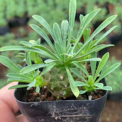 峨眉山多肉块根植物小菠萝盆栽铁甲麒麟大戟科室内办公室桌面绿植 - 图3