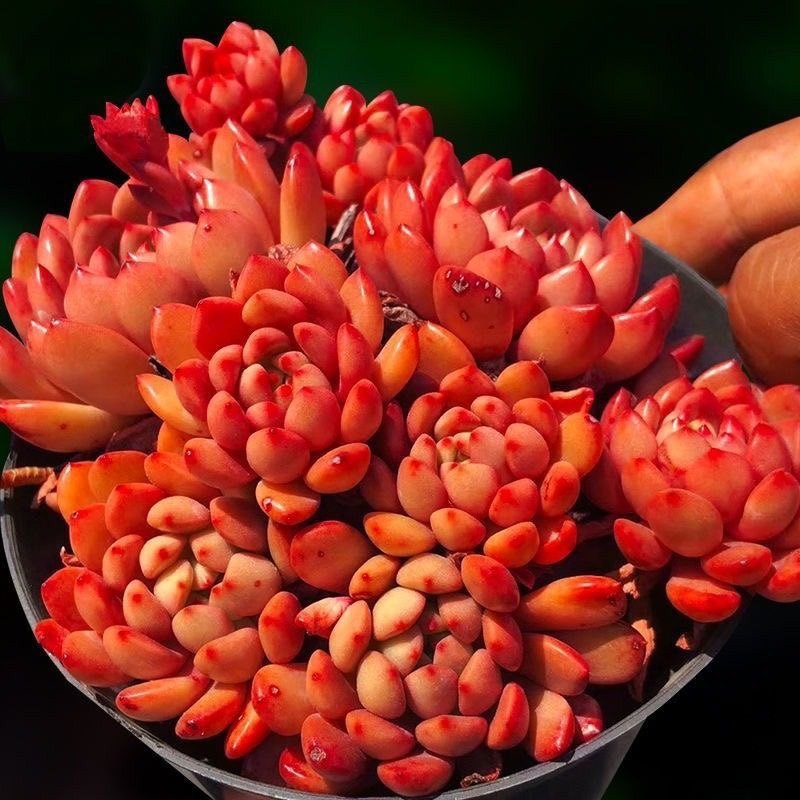 多肉植物 发货绿色红宝石花卉盆栽绿植稀有象征日子红红火火,淘宝优惠券,粉丝福利购,淘宝优惠卷