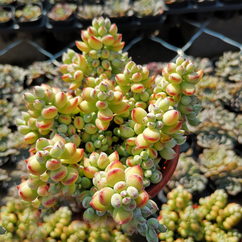 多肉植物达摩福娘多肉肉办公室内植物绿植状态好超大老桩香味多肉