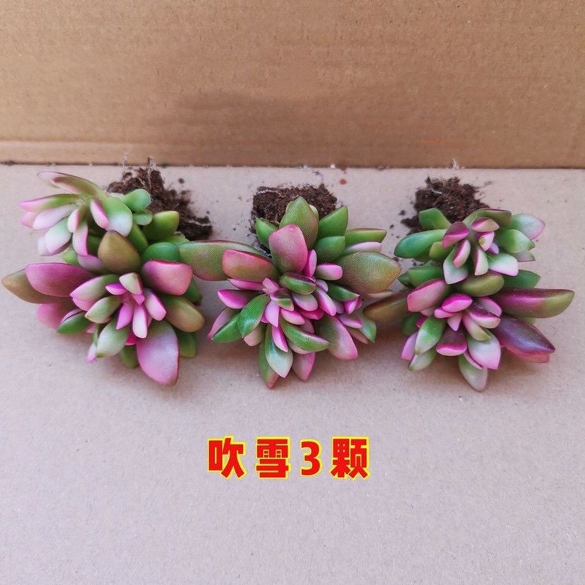 多肉植物 盆栽组合 吸财树 钱串 吹雪之松锦 新手套餐 室内好养活,淘宝优惠券,粉丝福利购,淘宝优惠卷