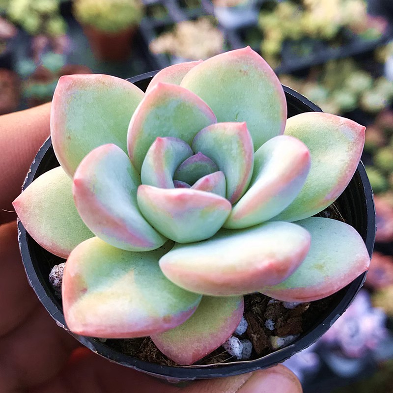 莓泡芙 轰动 多肉植物 肉肉植物 萌肉肉组合盆栽花卉 - 图0