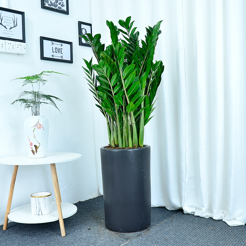 金钱树盆栽大植物室内客厅办公室钱串子招财吸甲醛大绿植开业乔迁,淘宝优惠券,粉丝福利购,淘宝优惠卷