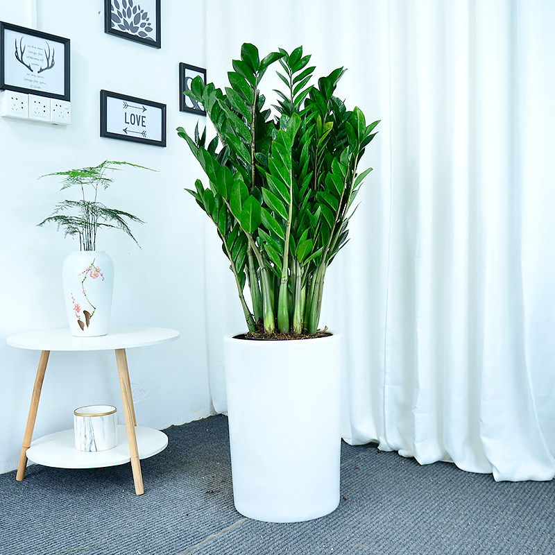 金钱树盆栽大植物室内客厅办公室钱串子招财吸甲醛大绿植开业乔迁,淘宝优惠券,粉丝福利购,淘宝优惠卷