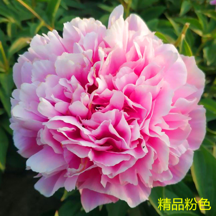 芍药花正宗观赏重瓣室内庭院花苗盆栽进口菏泽花卉当年开花粉妆楼 - 图0