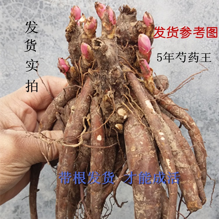 正宗菏泽观赏芍药花苗重瓣大苗根块带芽发货四季盆栽庭院山东特级 - 图0