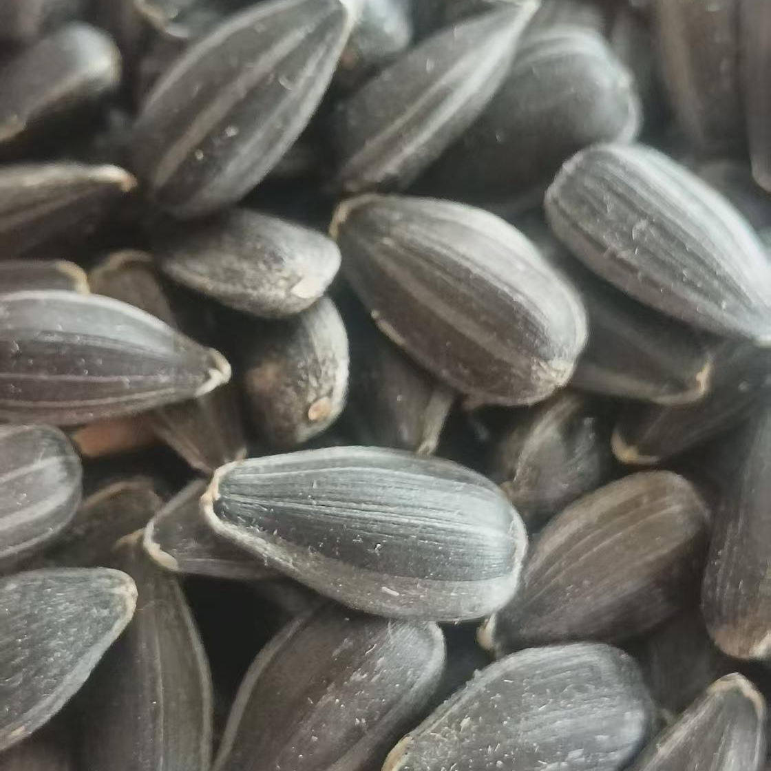 小瓜子油葵和尚小太阳鹦鹉鸟零食玄凤鸟食仓鼠鸽子鸟粮增肥真空装,淘宝优惠券,粉丝福利购,淘宝优惠卷