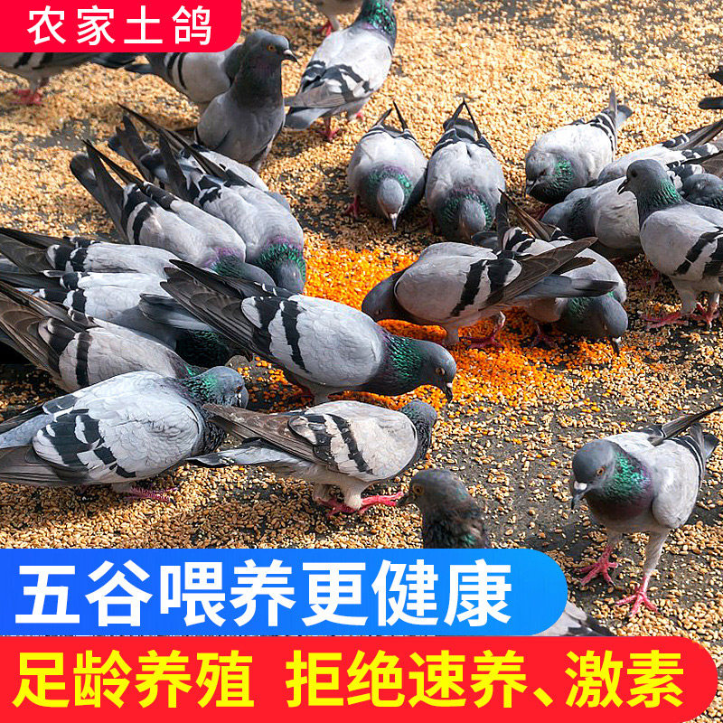 新鲜乳鸽农家散养肉鸽野鸽子 热品库 性价比省钱购