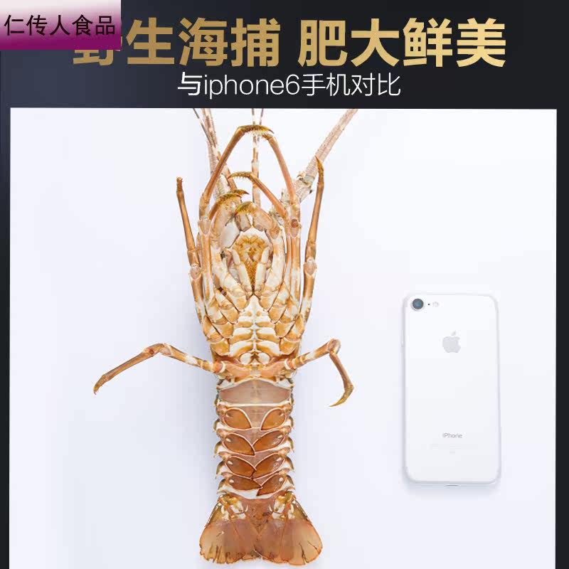 小青龙虾冷冻冰鲜新鲜小青龙青龙虾 仁传人食品活虾