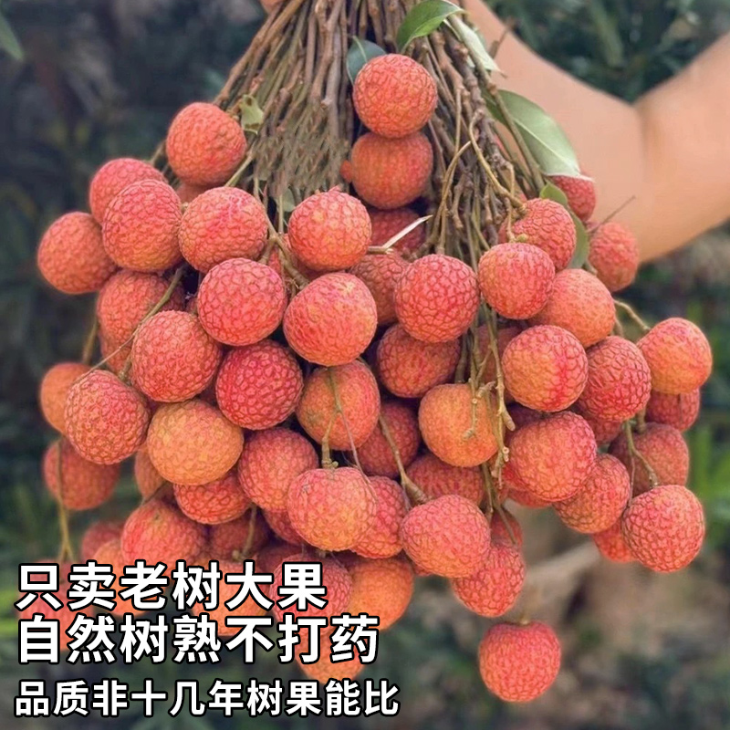 顺丰现货8斤海南白糖罂荔枝新鲜现摘老树大果无核应季水果妃子甜 - 图3