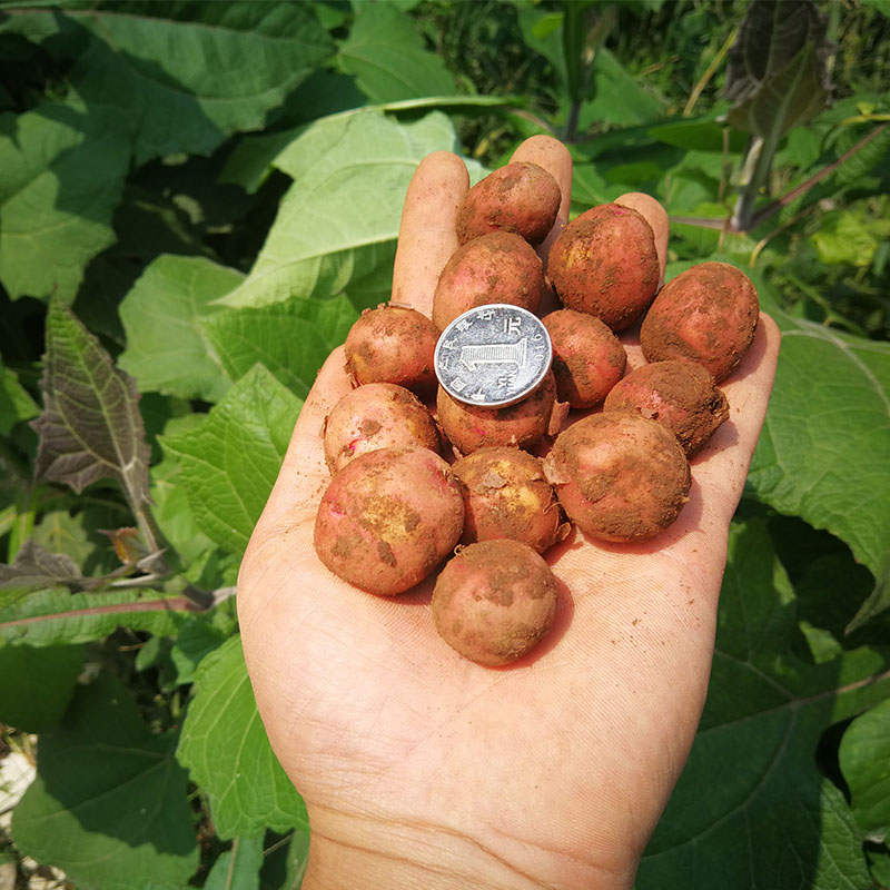 云南小土豆红皮土豆迷你小土豆农家种植高山土豆粉糯软香带箱10斤 - 图2