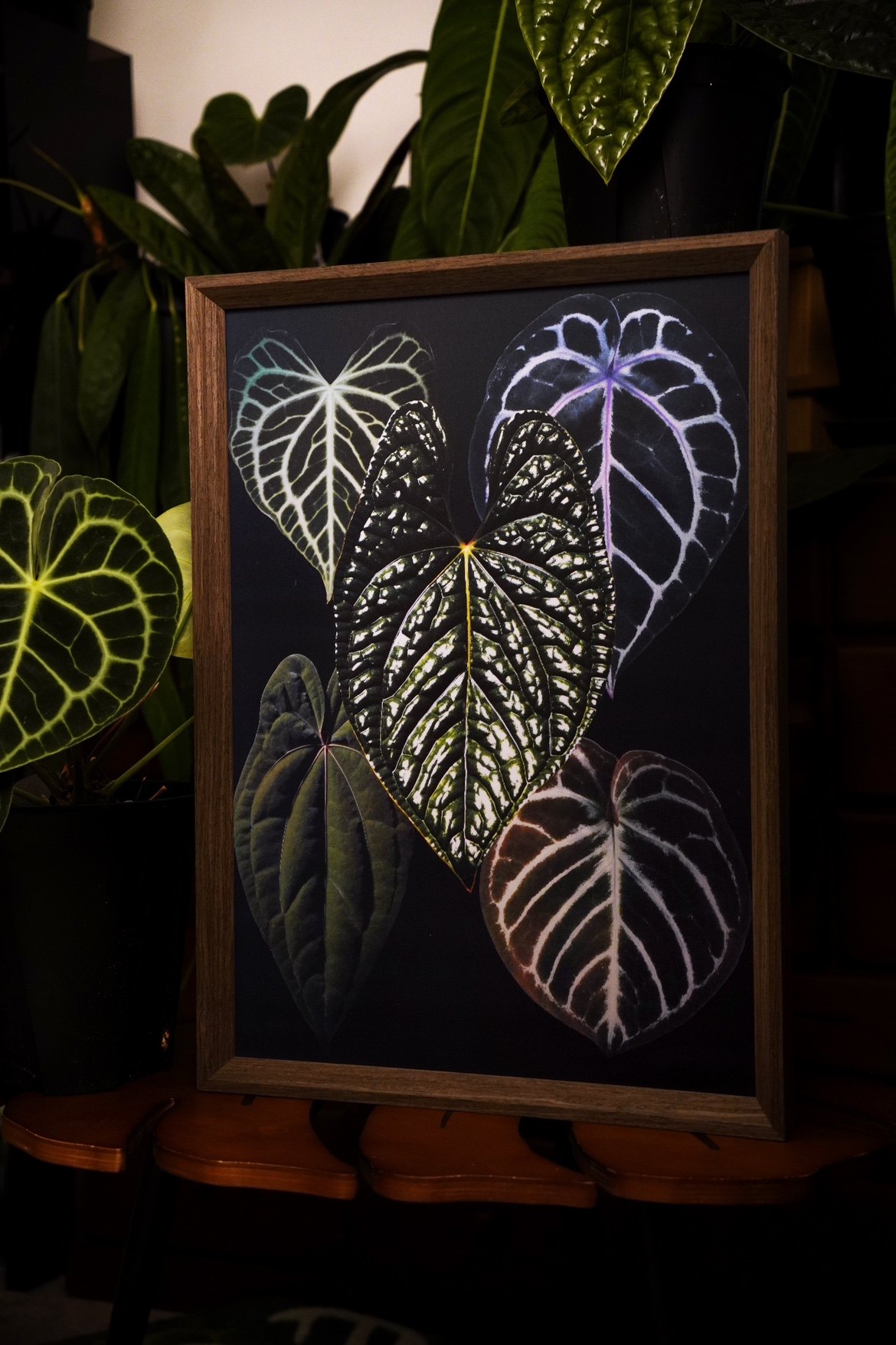 【光栅画】 热植图谱家居装饰生日礼物植物挂画 浇浇植物超市,淘宝优惠券,粉丝福利购,淘宝优惠卷