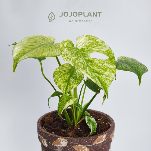 白怪兽龟背竹 色彩清新渐变网红锦化热植室内盆栽 浇浇植物超市 - 图3