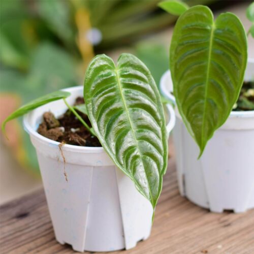 ZB火鹤王花烛 原种进口热植小苗 稀有雨林植物室内盆栽浇浇 - 图0