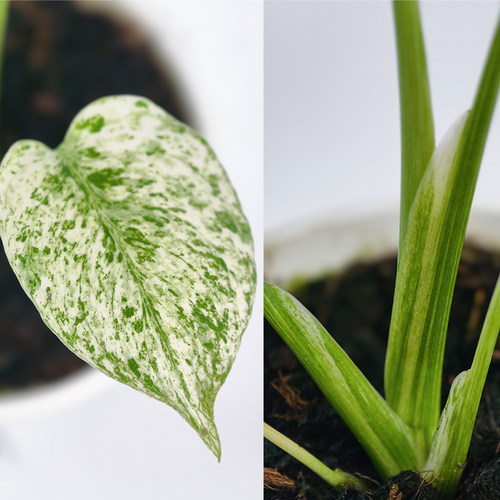 白怪兽龟背竹 色彩清新渐变网红锦化热植室内盆栽 浇浇植物超市 - 图0
