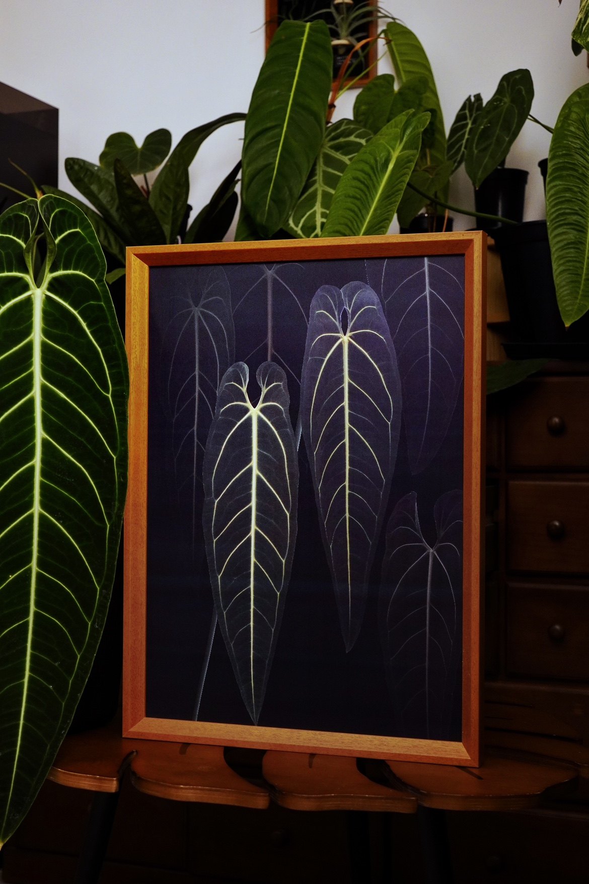 【光栅画】 热植图谱家居装饰生日礼物植物挂画 浇浇植物超市,淘宝优惠券,粉丝福利购,淘宝优惠卷