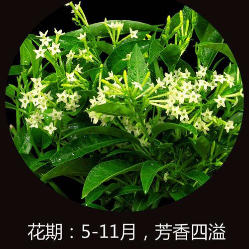 夜来香盆栽花香驱蚊四季青开花不断浓香花卉驱蚊植物花草净化空气 - 图1