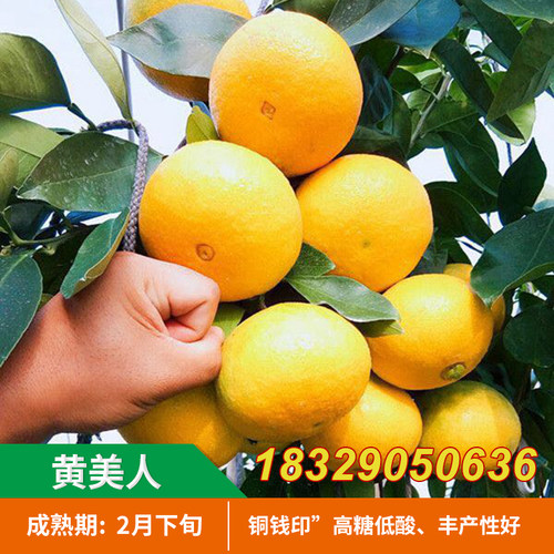 新品种爱媛68号黄美人树苗红美人柑橘苗高糖晚熟杂交橘子树苗果苗 - 图2