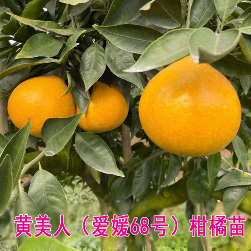 新品种爱媛68号黄美人树苗红美人柑橘苗高糖晚熟杂交橘子树苗果苗 - 图0