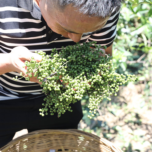 藤胖涛胖藤椒油5L四川眉山东坡特产凉菜冒菜冷串浓麻青麻椒油大桶 - 图1