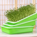 Карабкая из фасоли прорастает горшок гидропонный оборудование для растительного оборудования.