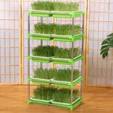 Карабкая из фасоли прорастает горшок гидропонный оборудование для растительного оборудования.