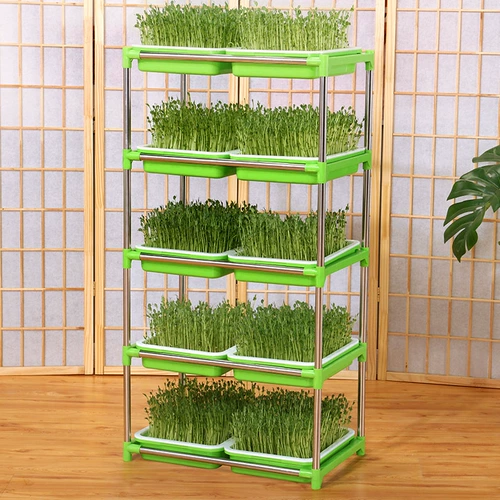 Карабкая из фасоли прорастает горшок гидропонный оборудование для растительного оборудования.