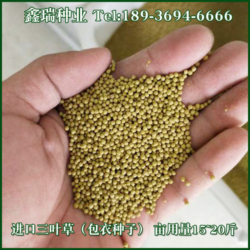 绿化草坪种子白三叶草种子红三叶草种子四季多年生车轴草种子草籽 - 图0