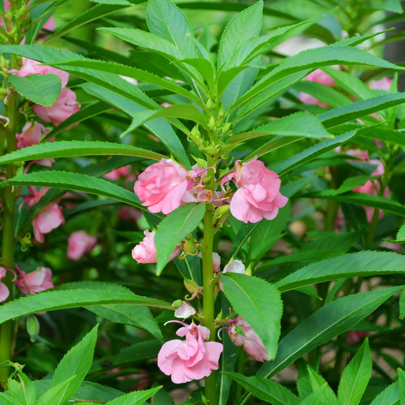 凤仙花种子 盆栽花草指甲花室内阳台植物花卉易活种子春播 - 图3