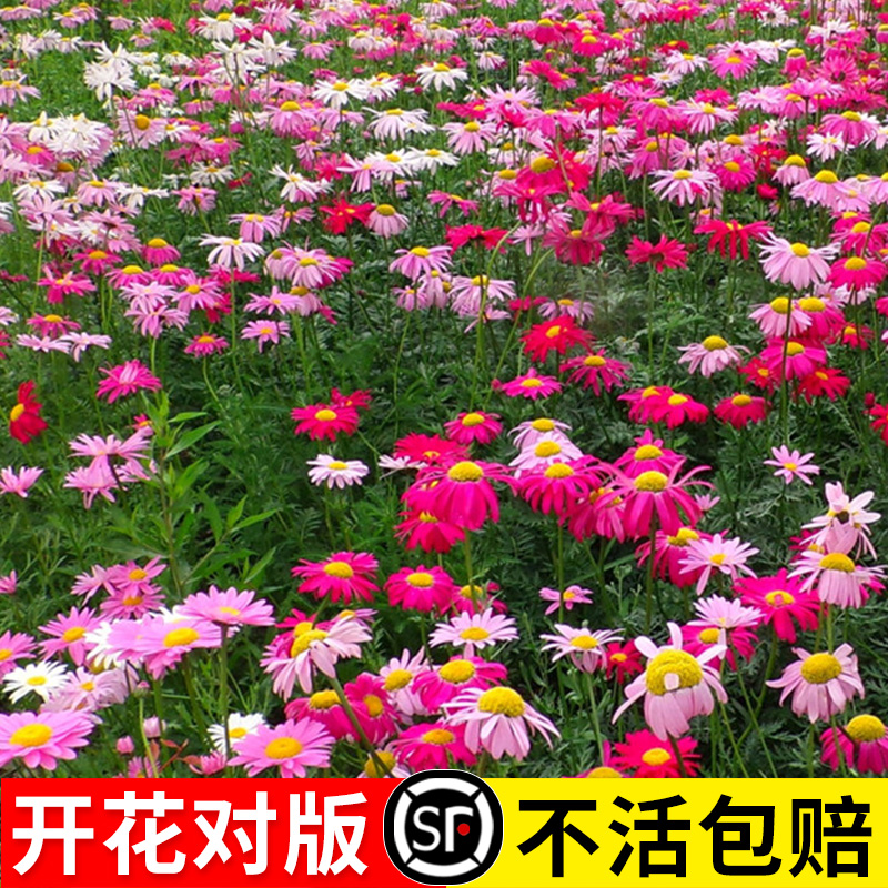 除虫菊花种子小雏菊室内花种籽子驱蚊植物多年生四季播种开花种孑 - 图3