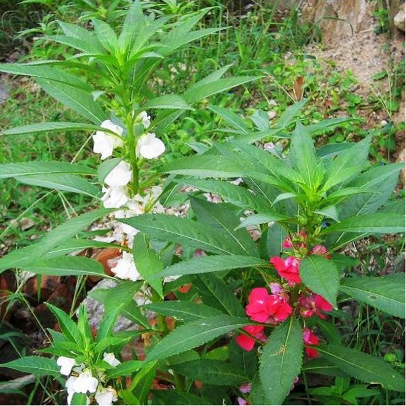 凤仙花种子 盆栽花草指甲花室内阳台植物花卉易活种子春播 - 图1