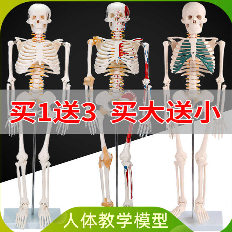 人体模型アーサー』アシェットコレクションズ 体のふしぎシリーズ No.1〜82