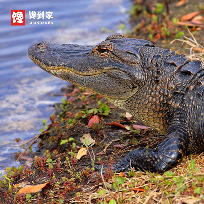 【500克】鳄鱼肉干正宗煲汤煲粥鳄鱼干货送汤包茂名产非泰国即食-图3