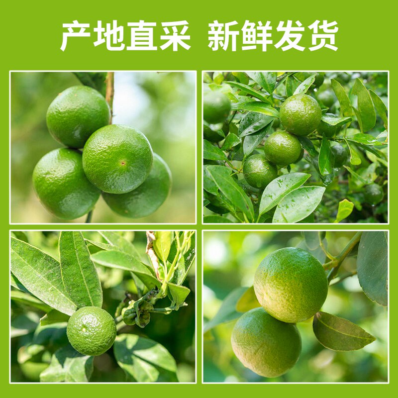 青柠檬南美新鲜柠檬皮薄无籽香水 橙檬关照柠檬