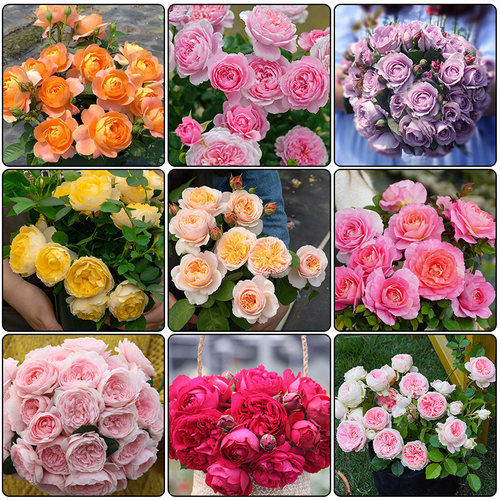 月季花苗特大花卉绿植物室内盆栽玫瑰果汁阳台蔷薇花爬藤四季开花 - 图3