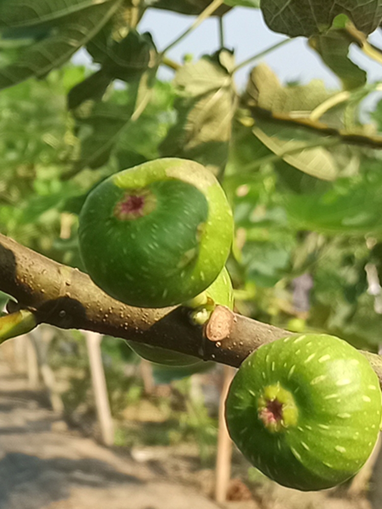 生无花果新鲜现摘 不熟小青果无花果白汁树液原浆煲汤药用1斤包邮 - 图1