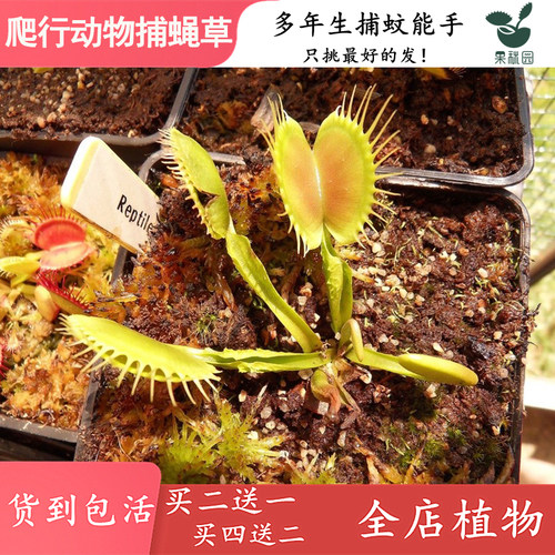 爬行动物捕蝇草 高端品种食虫植物食虫草捕蚊草个体变异特征怪异 - 图2