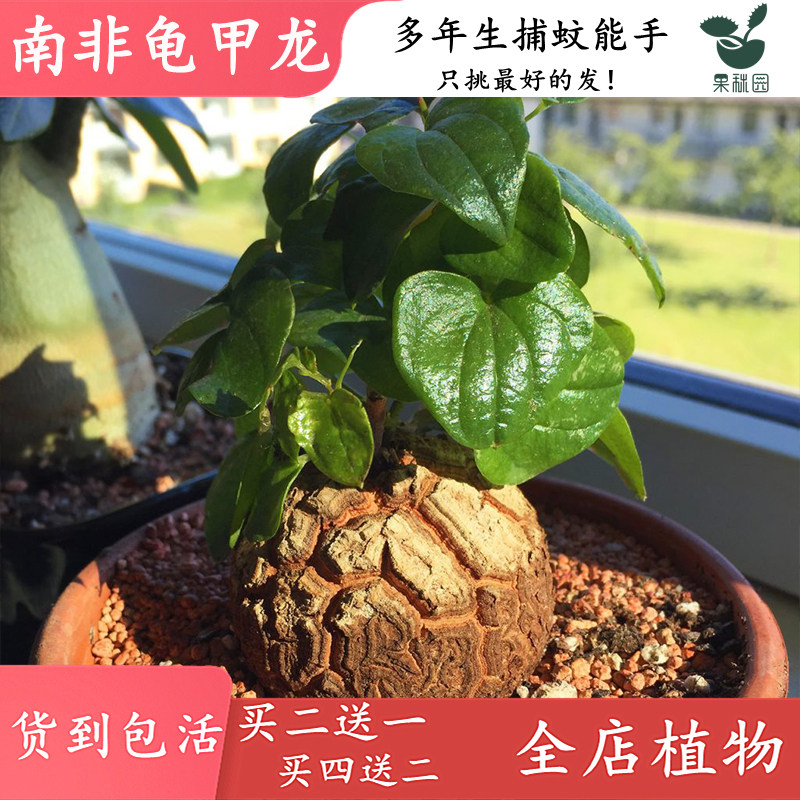 【南非龟甲龙】进口块根多肉植物 喜阴办公室带盆种好 可一物实拍,淘宝优惠券,粉丝福利购,淘宝优惠卷