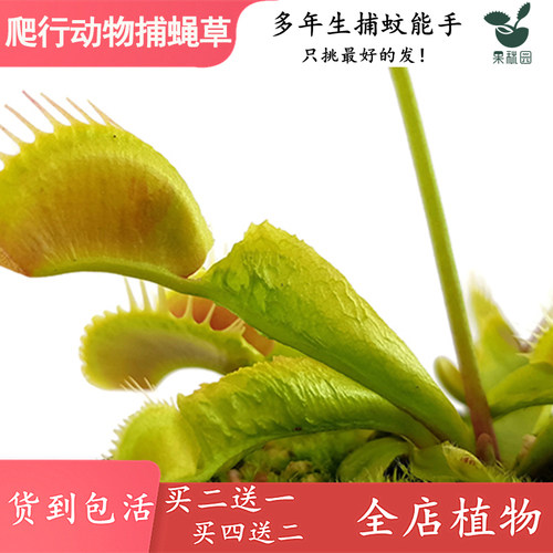 爬行动物捕蝇草 高端品种食虫植物食虫草捕蚊草个体变异特征怪异 - 图3