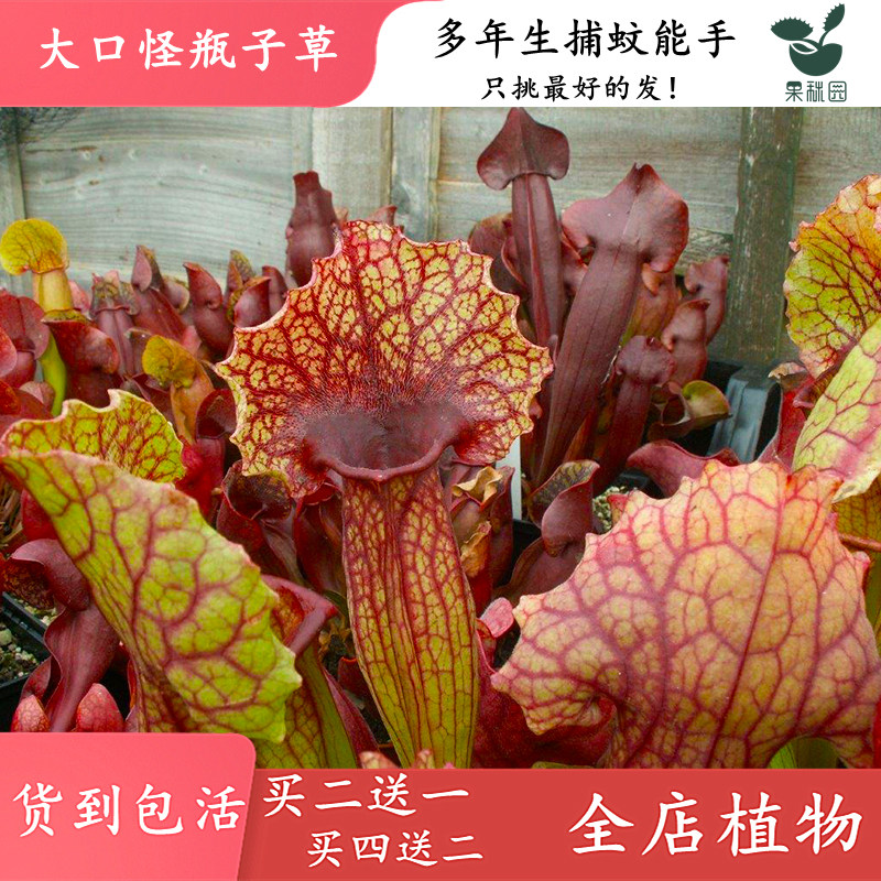 大口怪瓶子草【大型食虫植物鱼缸造景观布景食虫草吃虫绿植盆栽】,淘宝优惠券,粉丝福利购,淘宝优惠卷