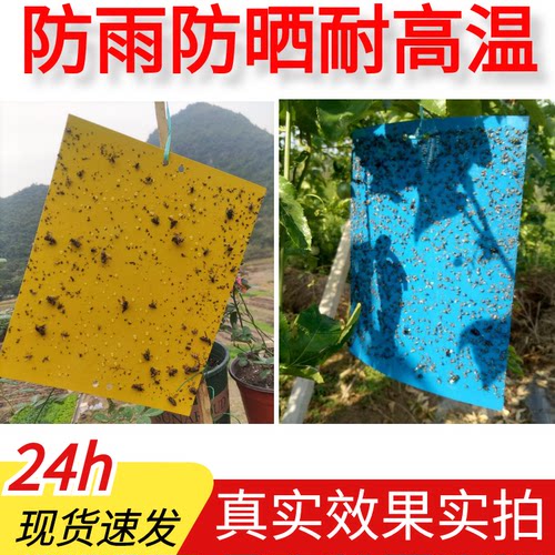 双面粘虫板大棚诱虫黄蓝板灭飞蝇蛾果园茶树菜地蓟马胶黏贴纸黄板 - 图0